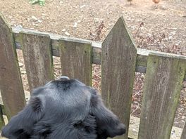 Chickens