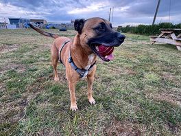 Charlie on the dog park
