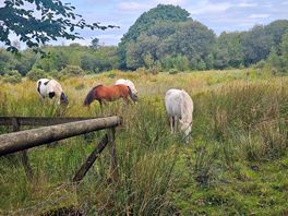 Horses