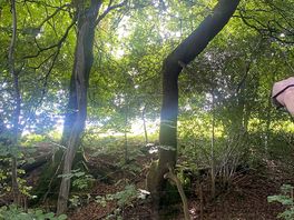 Woodland walk