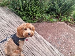 Our puppy, sitting and taking in the lovely scenery
