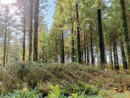 Local walk