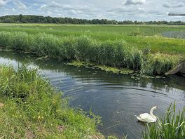 Local river with swan