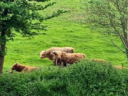 Highland cows in the field