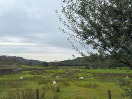 Sheep!