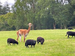 The neighbours!