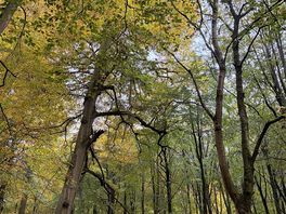 Look out for the bears