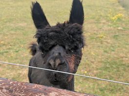 Alpacas 1