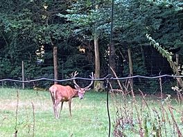 Wildlife