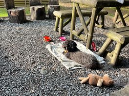 Maisie enjoying the sunshine