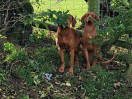 Dave and bow they are trying to hide they get a bit travel sick 🐶🐶