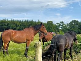 Beautiful horses in the next field