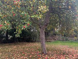 Plenty of apples !