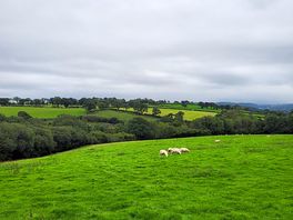 Sheep everywhere so nice