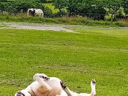 Happy dog.