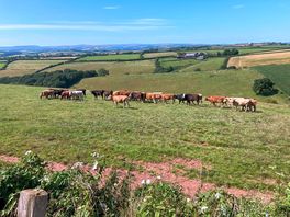 The neighbours.