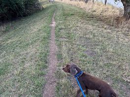 Walk to the pub for dinner