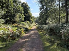 Forest path