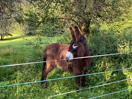 Resident donkey