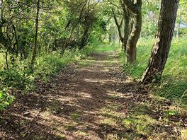 Dog walk.