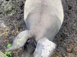 Dave the noisy female pig