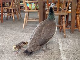 Resident peahen with her chicks in the bar/barn area!
