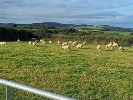 Sheep, not really keen to being fed, but goats and alpacas are different kind of story
