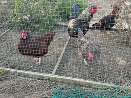Resident chickens!