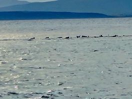 Seals of the coast ob findhorn beach