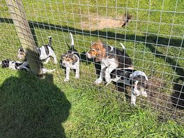 Puppies!