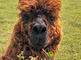 Alpaca