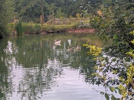 Exploring the pond