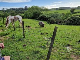 Our farm friends.