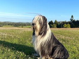 Field for the dog!