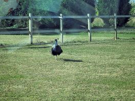 Local birds