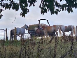 Beautiful horses we had the pleasure of meeting