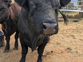 Buster the dexter bull, a handsome chap.