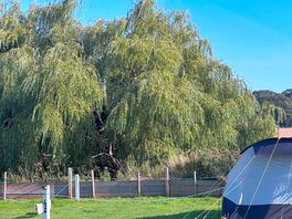 Willow tree