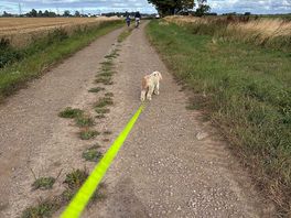 Dog walk