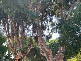 Unusual trees
