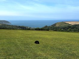 Pitch view