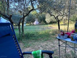 Surrounded by olive trees so peaceful