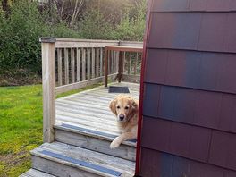 Dog friendly