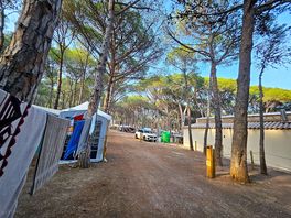 Camping en pleins coeur d une foret de sapins de pin