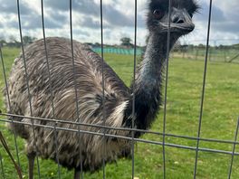 Ostrich