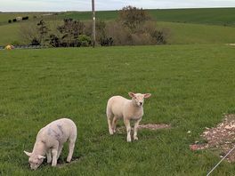 Lambs