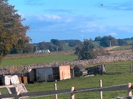 Chickens on the farm , eggs for sale on drive