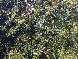 Plenty of fruit