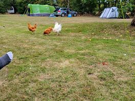 Free range chickens