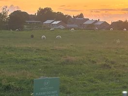 Sheep